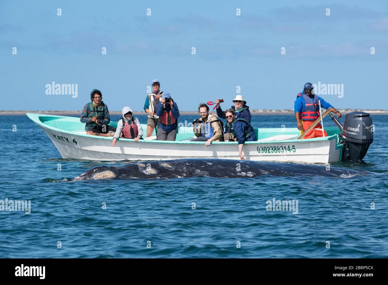Ballena gris amistosa, Eschrichtius robustus, superficies junto a un barco turístico de avistamiento de ballenas, Laguna San Ignacio, Reserva el Vizcaino, Baja, México Foto de stock