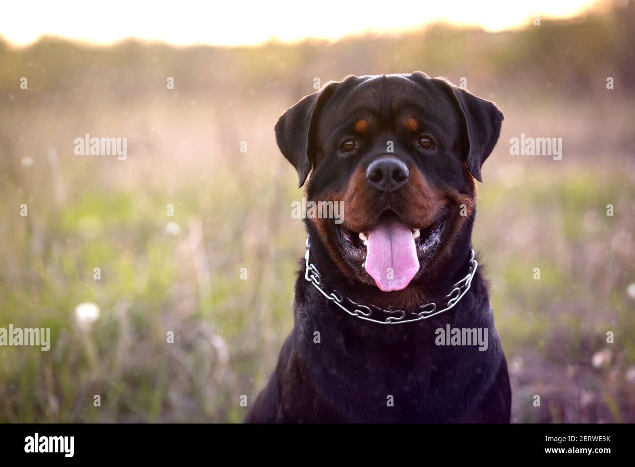 Joven perro rottweiler mirando la cámara Foto de stock