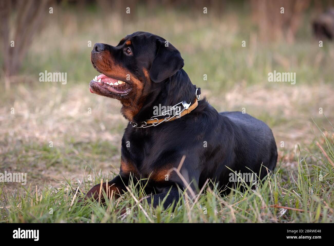 Joven perro rottweiler acostado en la hierba Foto de stock