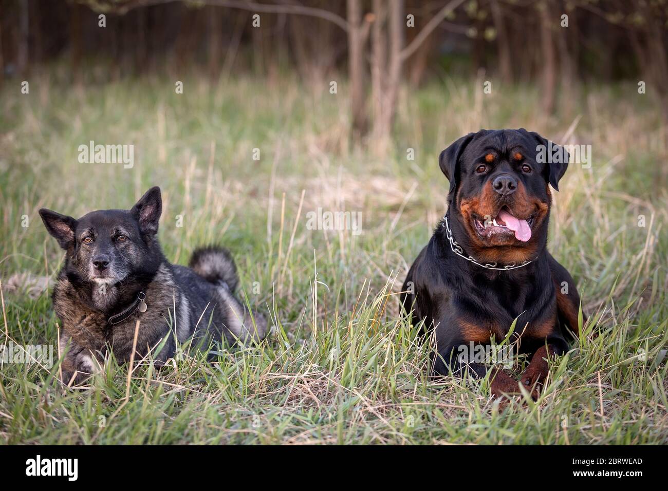 Dos perros recostados sobre el pasto Foto de stock