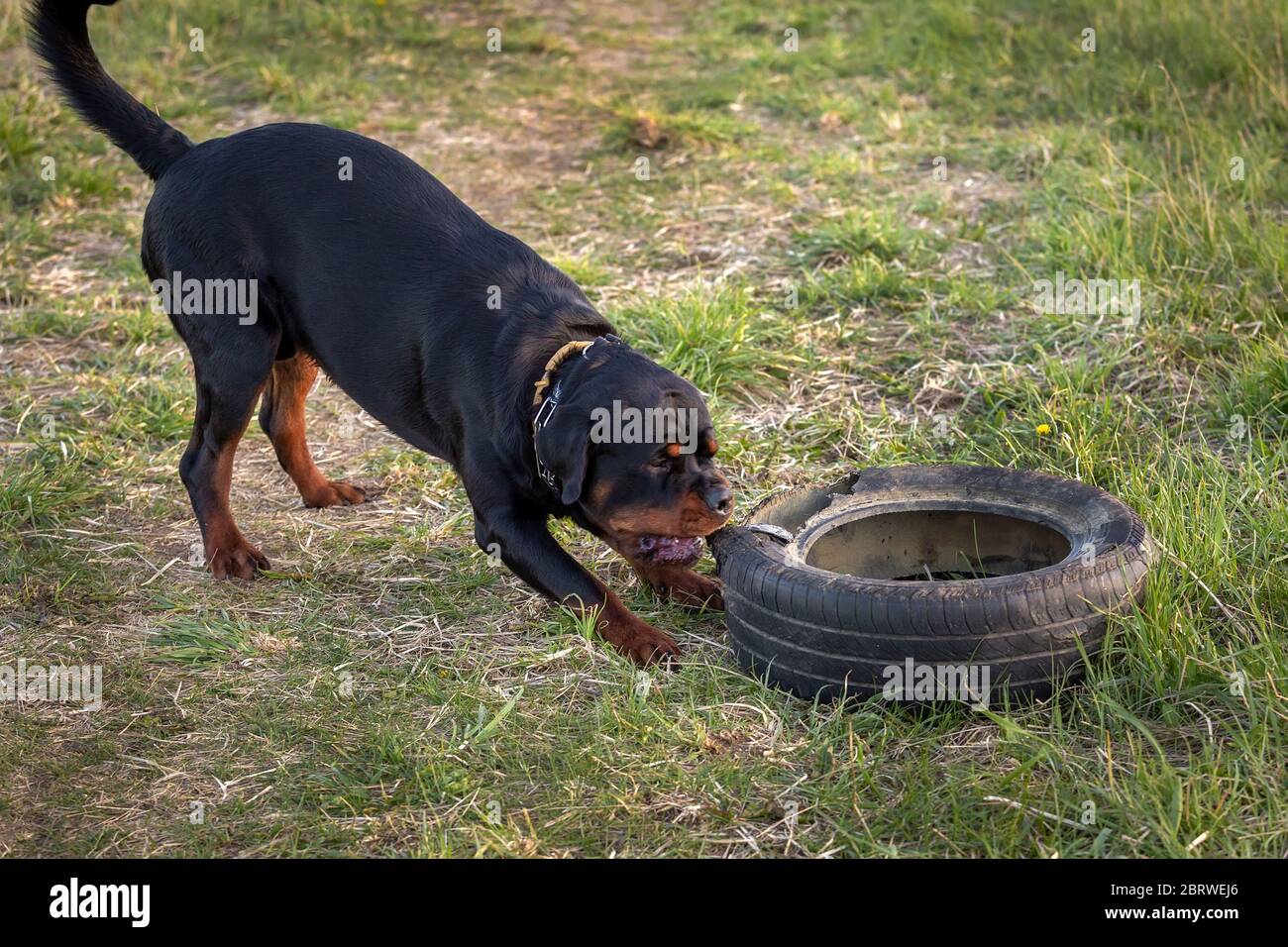 Joven perro rottweiler jugando con un neumático Foto de stock