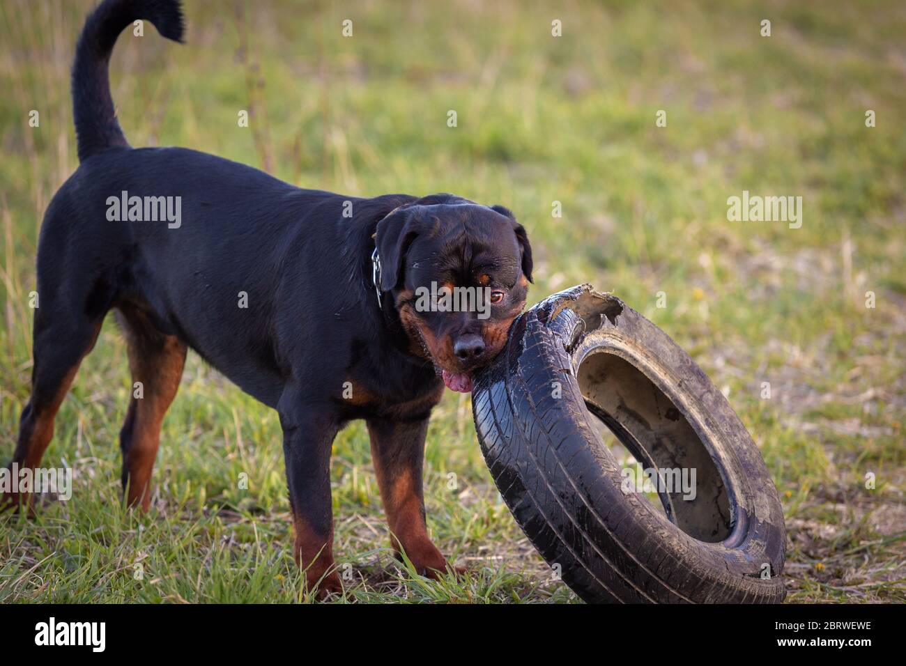 Joven perro rottweiler jugando con un neumático Foto de stock