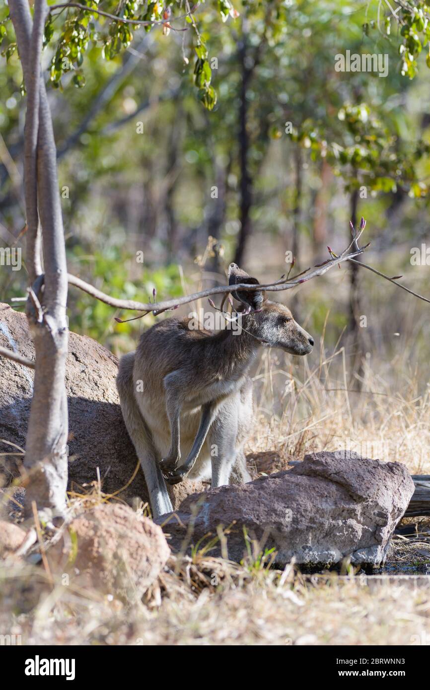 Una hembra adulta, canguro gris oriental de pie en un afloramiento rocoso bajo un árbol junto a un agujero de agua del Outback australiano esperando para saciar su sed. Foto de stock