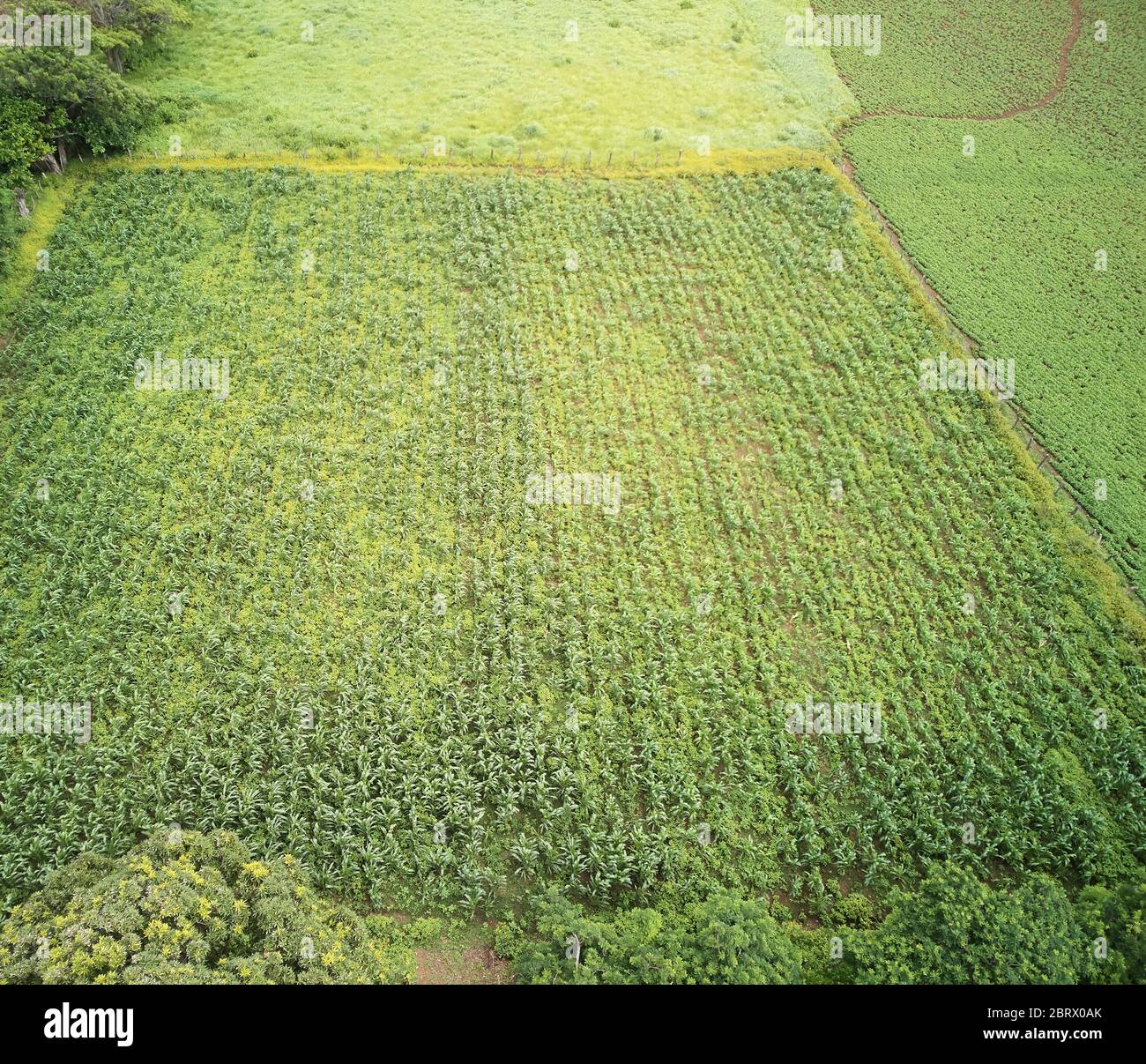 Plantación de planta de soja en crecimiento por encima de la vista superior de drones Foto de stock