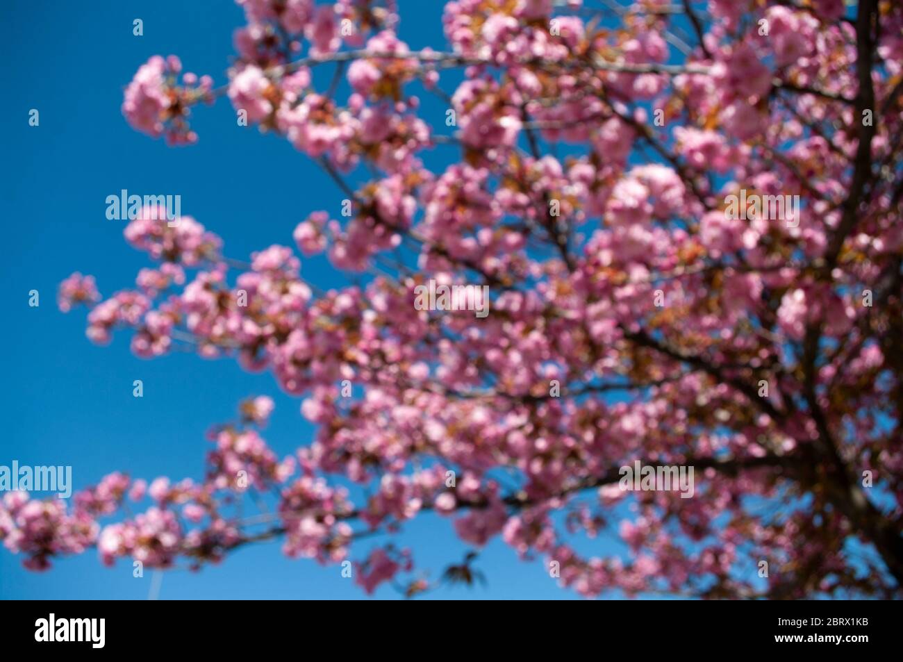 Primavera de fondo sakura floreciendo árbol. Flores rosadas. Fondo de pantalla Fotografía de stock - Alamy Primavera de fondo sakura floreciendo árbol. Flores rosadas. Fondo de pantalla Fotografía de stock - Alamy