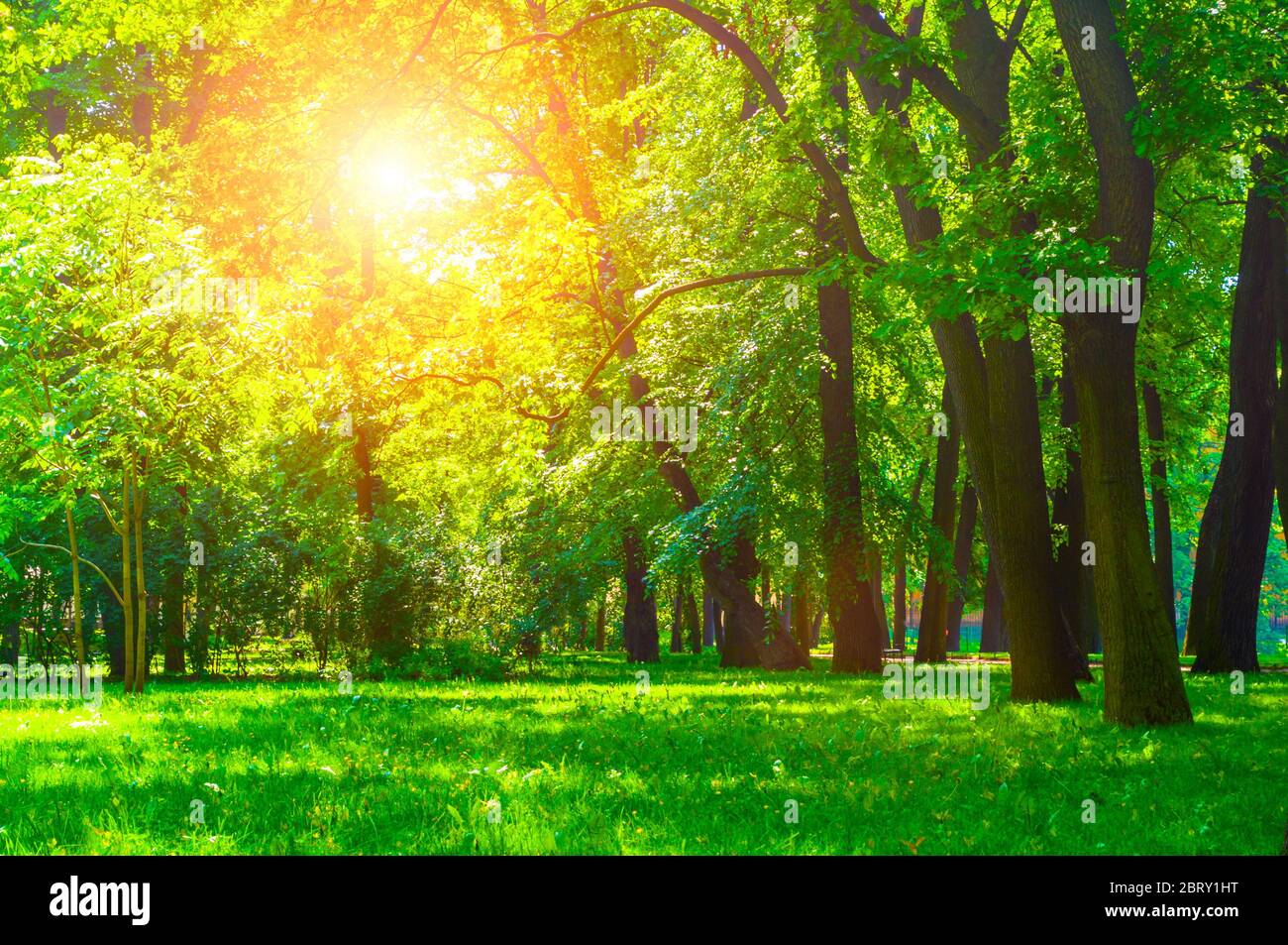 Paisaje soleado en verano. Parque urbano de verano con árboles verdes caducos en clima soleado Foto de stock