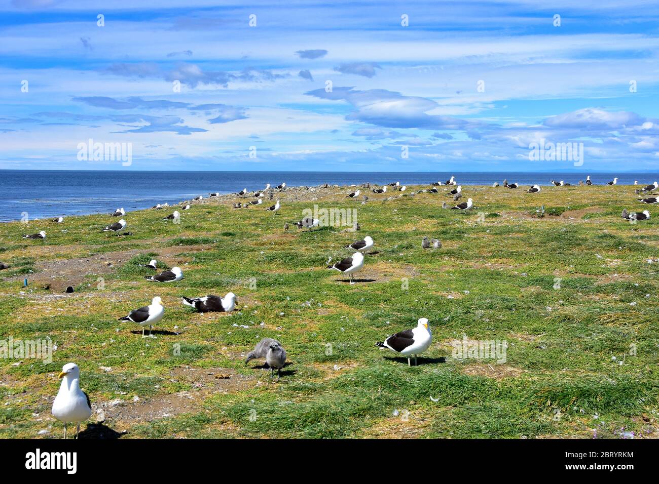 Adultos Kelp Gulls y pollitos en la colonia de la Isla Magdalena, Chile. Foto de stock