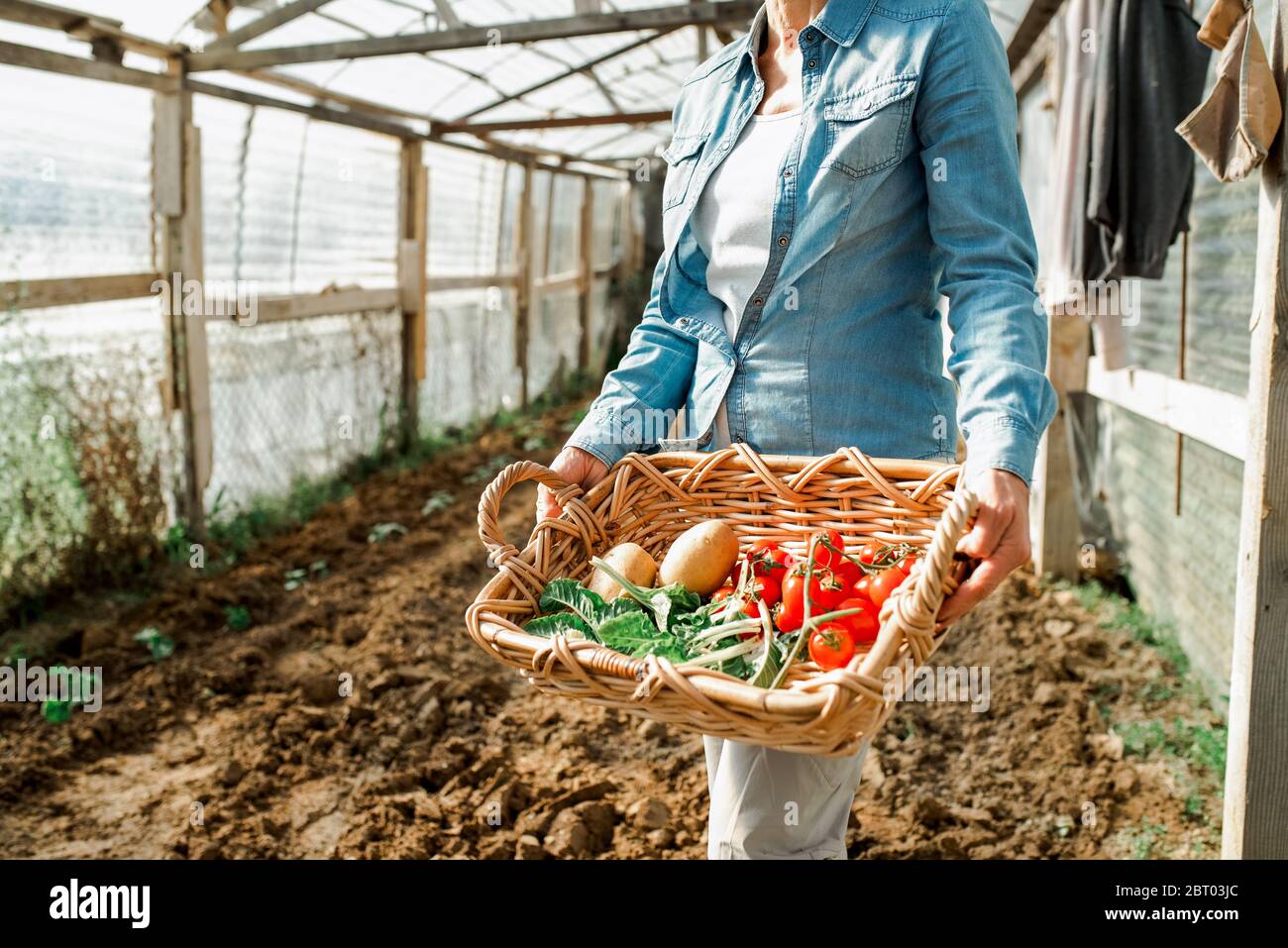 Mujer de pie en invernadero en una granja, sosteniendo la madera crear con verduras recién recogidas. Foto de stock