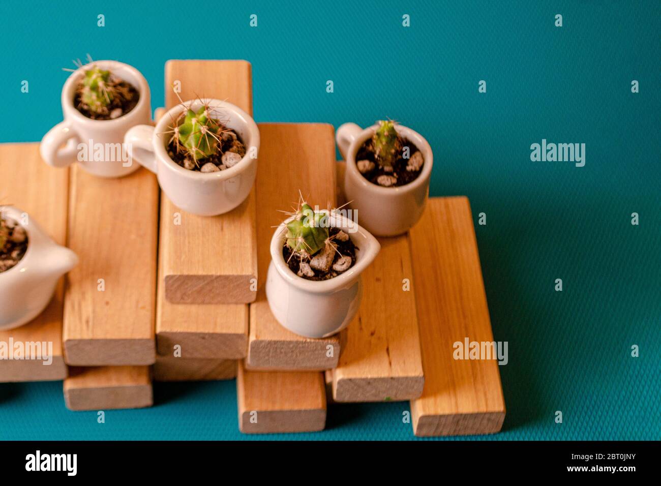 Pequeños cactuses ornamentales en las cuestas de cerámica sobre tablas de madera. Composición de mini jardines de suculentos espinosos sobre el fondo azul. PL Foto de stock
