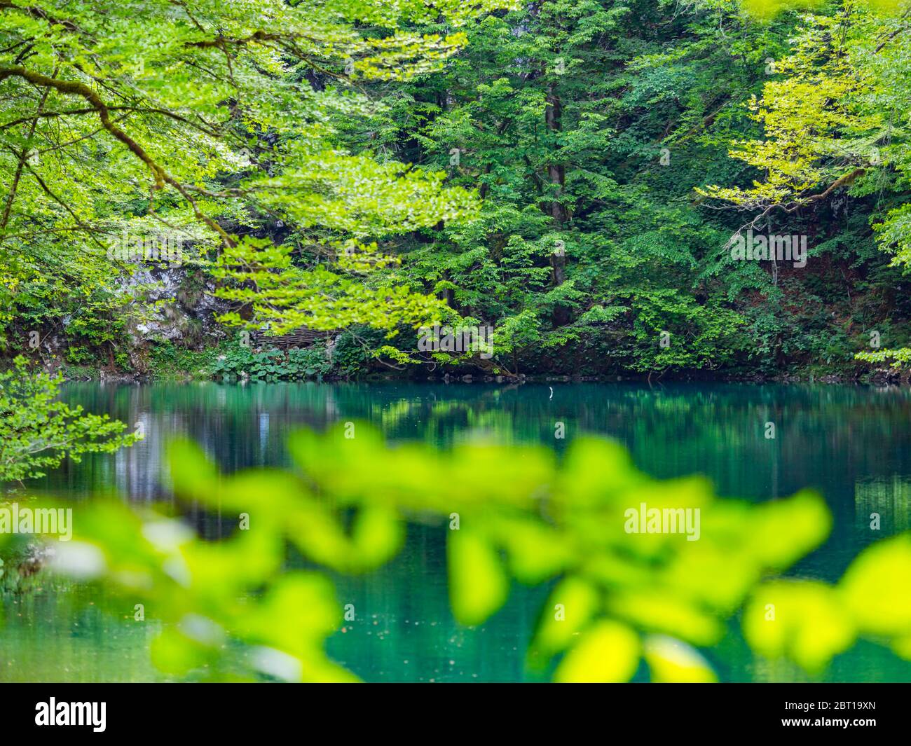 Impresionante primavera Verde color natural en el bosque cerca de la fuente del río Kupa en Croacia Europa rama Foto de stock