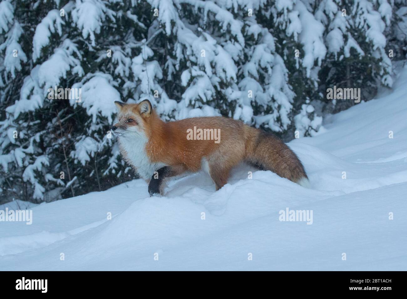 Zorro Rojo en invierno, Montana Foto de stock