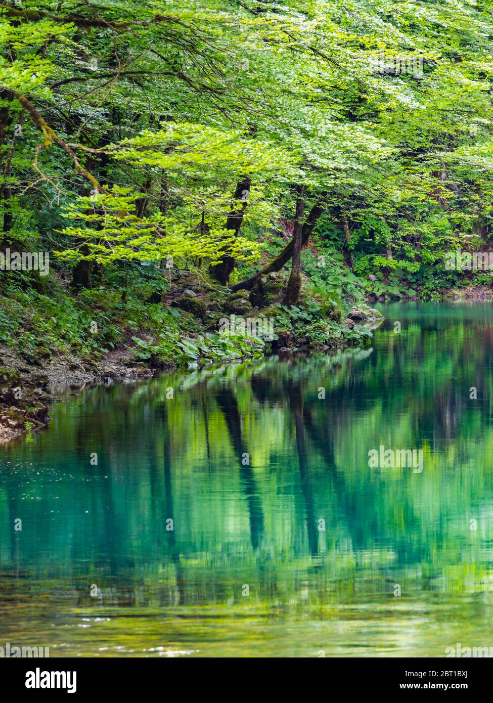 Impresionante primavera Verde color natural en el bosque cerca de la fuente del río Kupa en Croacia Europa Foto de stock