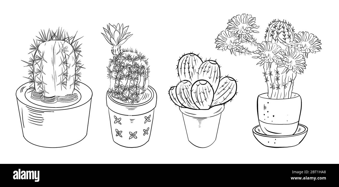 Cactáceas bosquejo en macetas para colorear libros. Dibujo digital blanco negro de suculentas sobre un fondo blanco aislado Fotografía de stock - Alamy Cactáceas bosquejo en macetas para colorear libros. Dibujo digital blanco negro de suculentas sobre un fondo blanco aislado Fotografía de stock - Alamy
