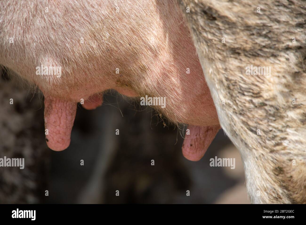 Cerca de la ubre de la vaca en Groene Hart, Holanda Foto de stock