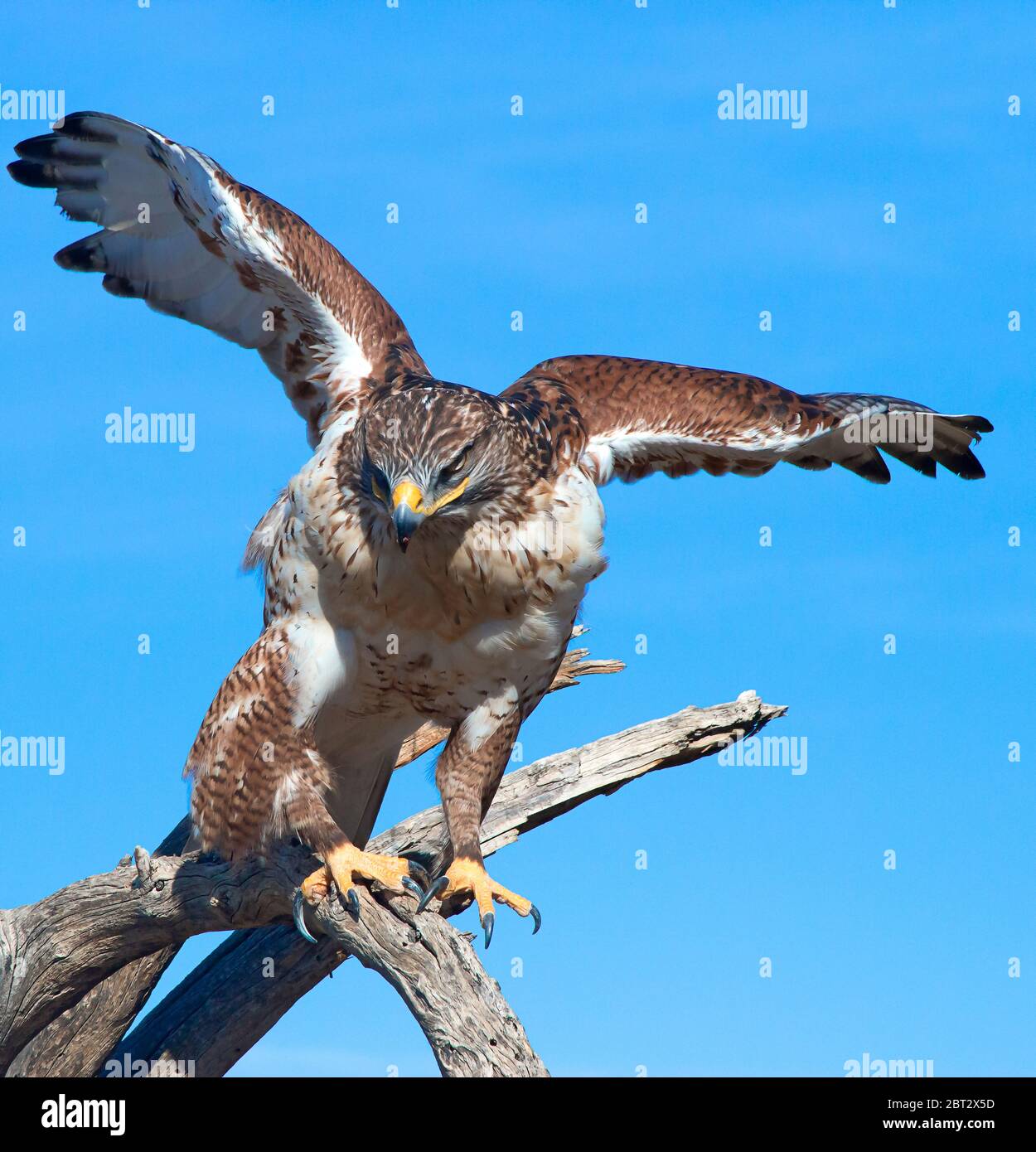 El halcón ferruginoso (Buteo regalis) es un gran ave de presa y pertenece a los halcones buteo de alas anchas. Foto de stock