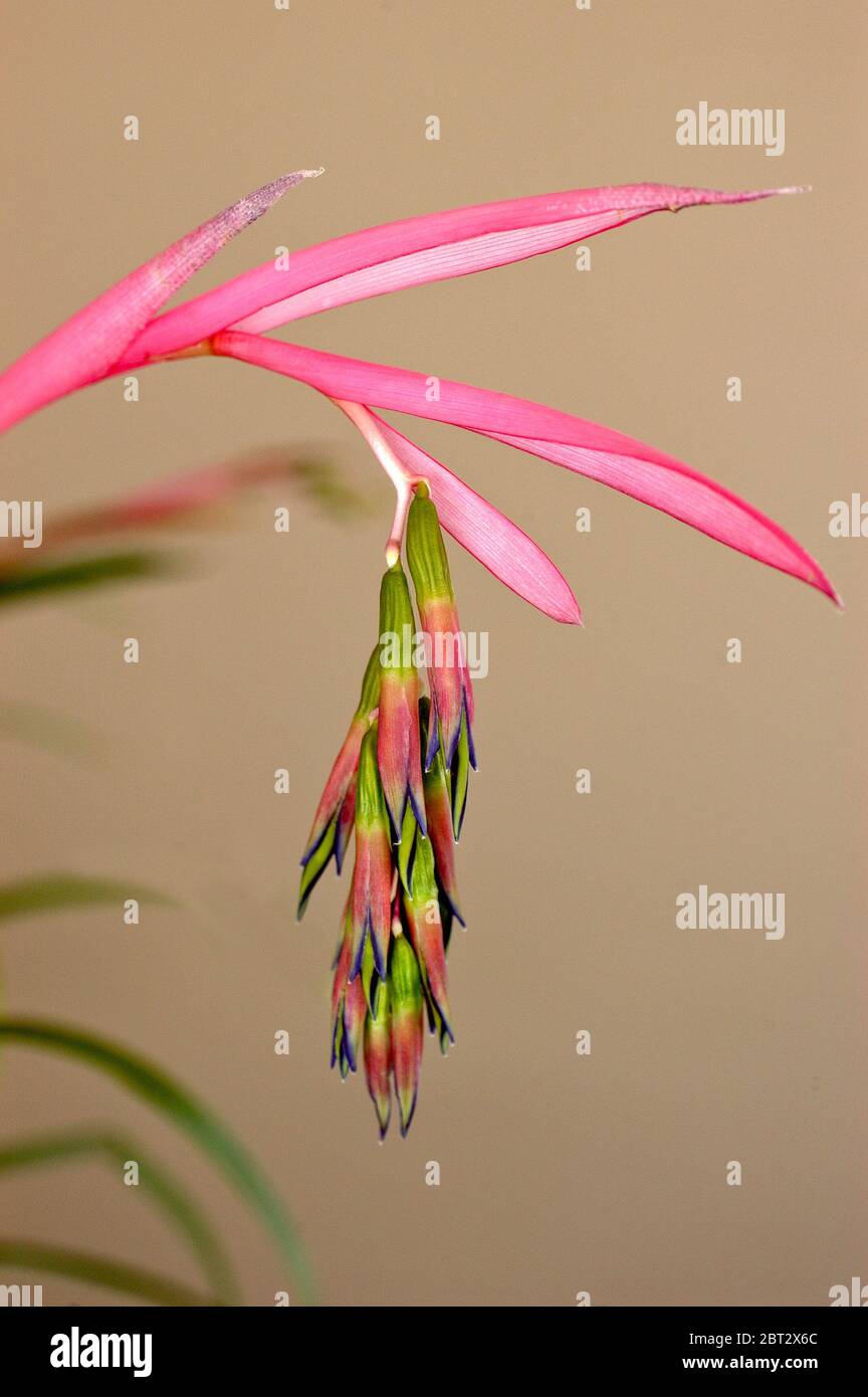 Bilbergia nutanes, flor, lágrimas de reinas Foto de stock