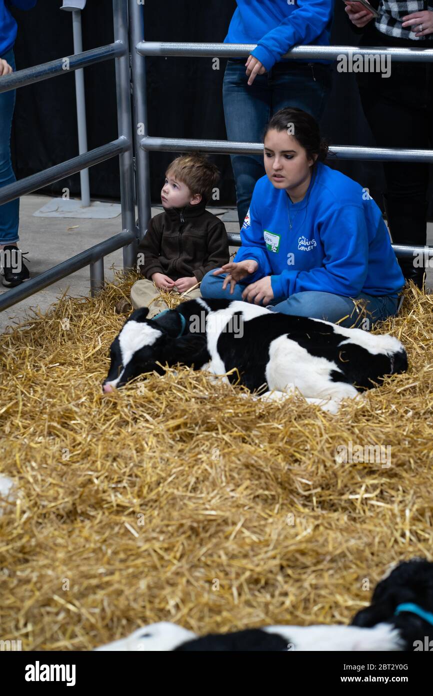 Harrisburg, PA / USA - 9 de enero de 2020: Recién nacidos terneros son una atracción popular en la Feria de la Granja de PA. Los niños se apresuran a acariciar a los menos que Foto de stock