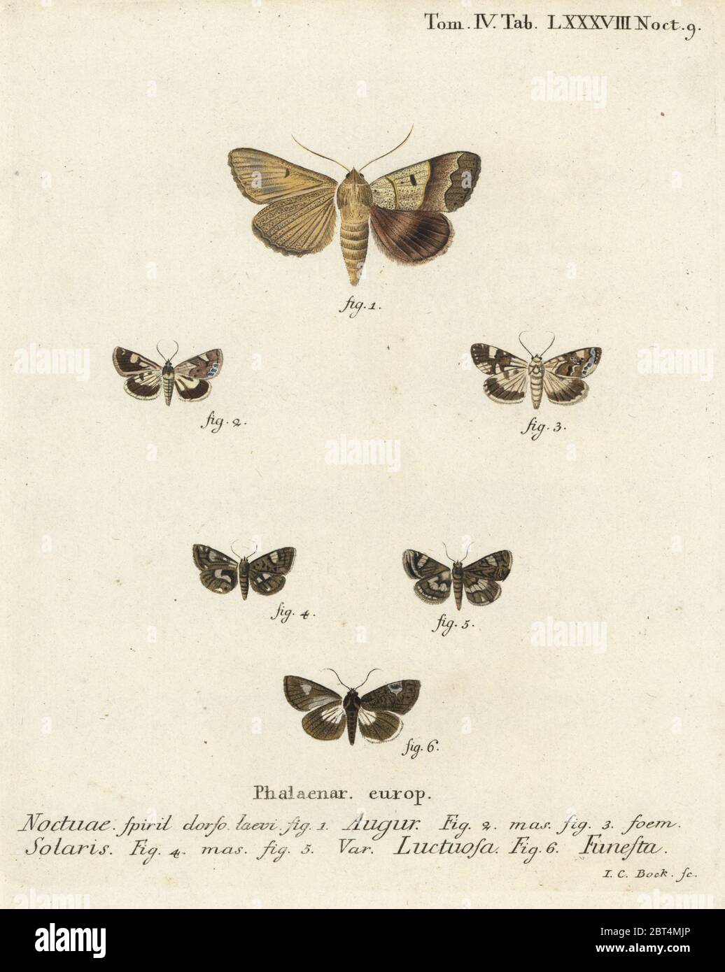 Doble dardo o siothayer, Graphiphora augur 1, palidez de hombro, Acontia lucida 2,3, polilla de cuatro manchas, Tyta luctuosa 4,5, y polilla druida, Aedia funesta 6. Grabado de copperplate a mano por Johann Carl Bock después de Eugenio Johann Christoph Espers Die Schmetterlinge en Abbildungen nach der Natur, Erlangen, 1786. Foto de stock