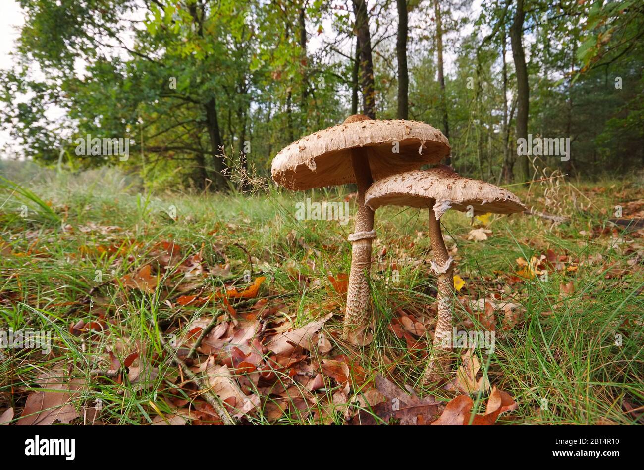 La sombrilla, setas, hongos, otoñal iglú, parasol, buscar setas Fotografía  de stock - Alamy