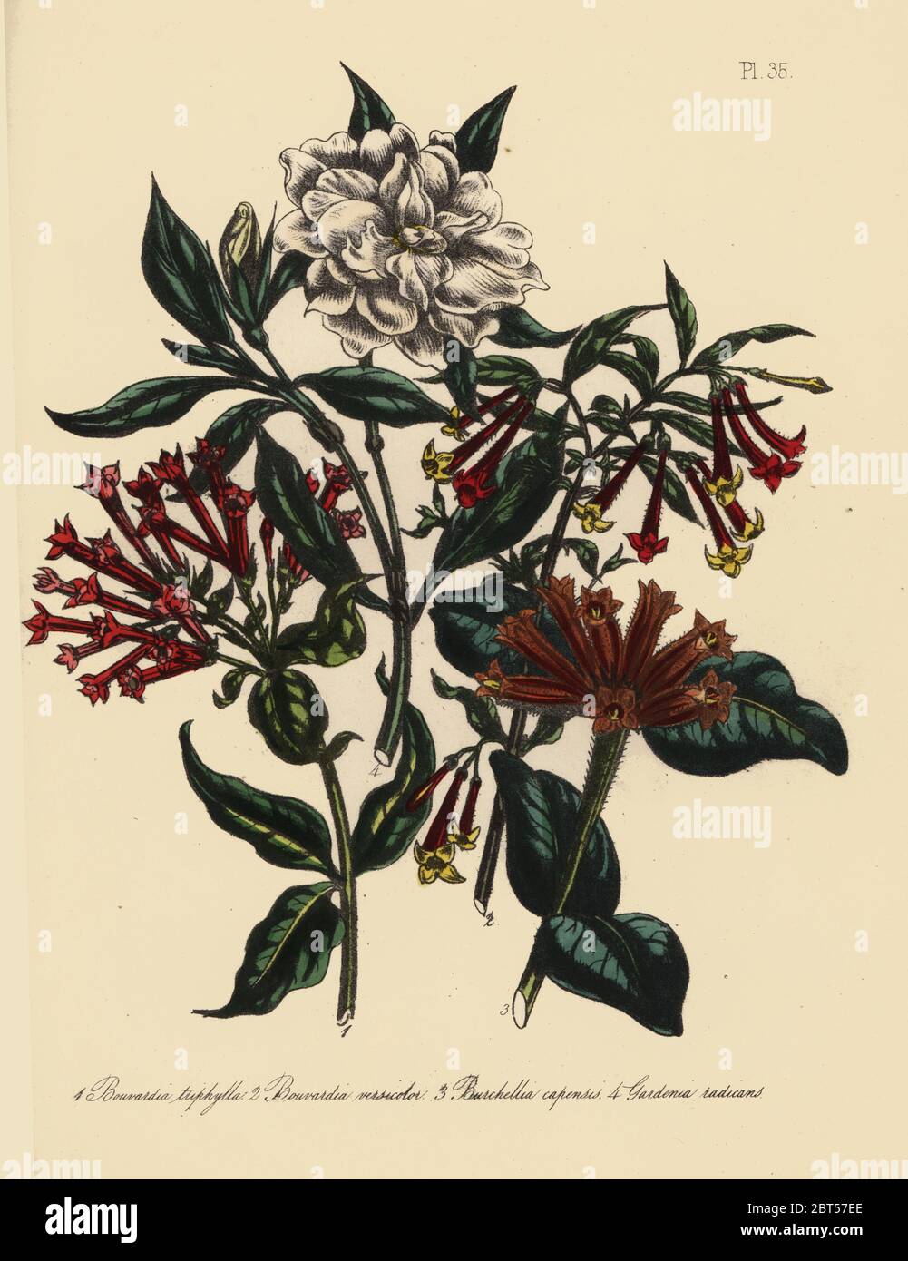 Gardenia radicans fotografías e imágenes de alta resolución - Alamy