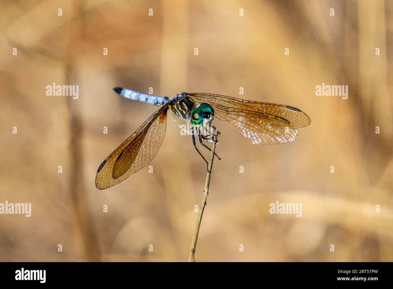 Dasher macho Dragonfly (Pachydiplax longipennis) de pie sobre un palo, Pine Glades Natural Area, Jupiter, Palm Beach County, Florida, EE.UU Foto de stock