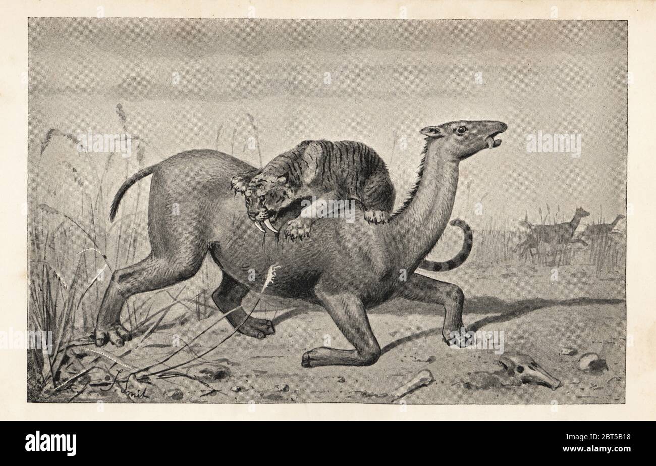 Macrauchenia patagonica extinta, Mioceno a Pleistoceno, atacada por un gato de dientes de sable, populador Smilodon, Plioceno a Pleistoceno. Macrauchenia y el tigre de dientes de sable, Machaerodus. De la formación de Pampas. Imprimir después de una ilustración de Joseph Smit de Henry Neville Hutchinsons Criaturas de otros días, Estudios populares en Paleontología, Chapman y Hall, Londres, 1896. Foto de stock