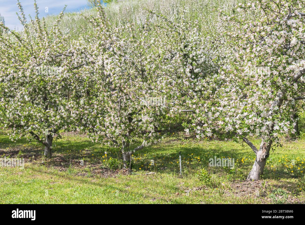 Hilera de manzanos en flor en primavera en Okanagan Valley Foto de stock