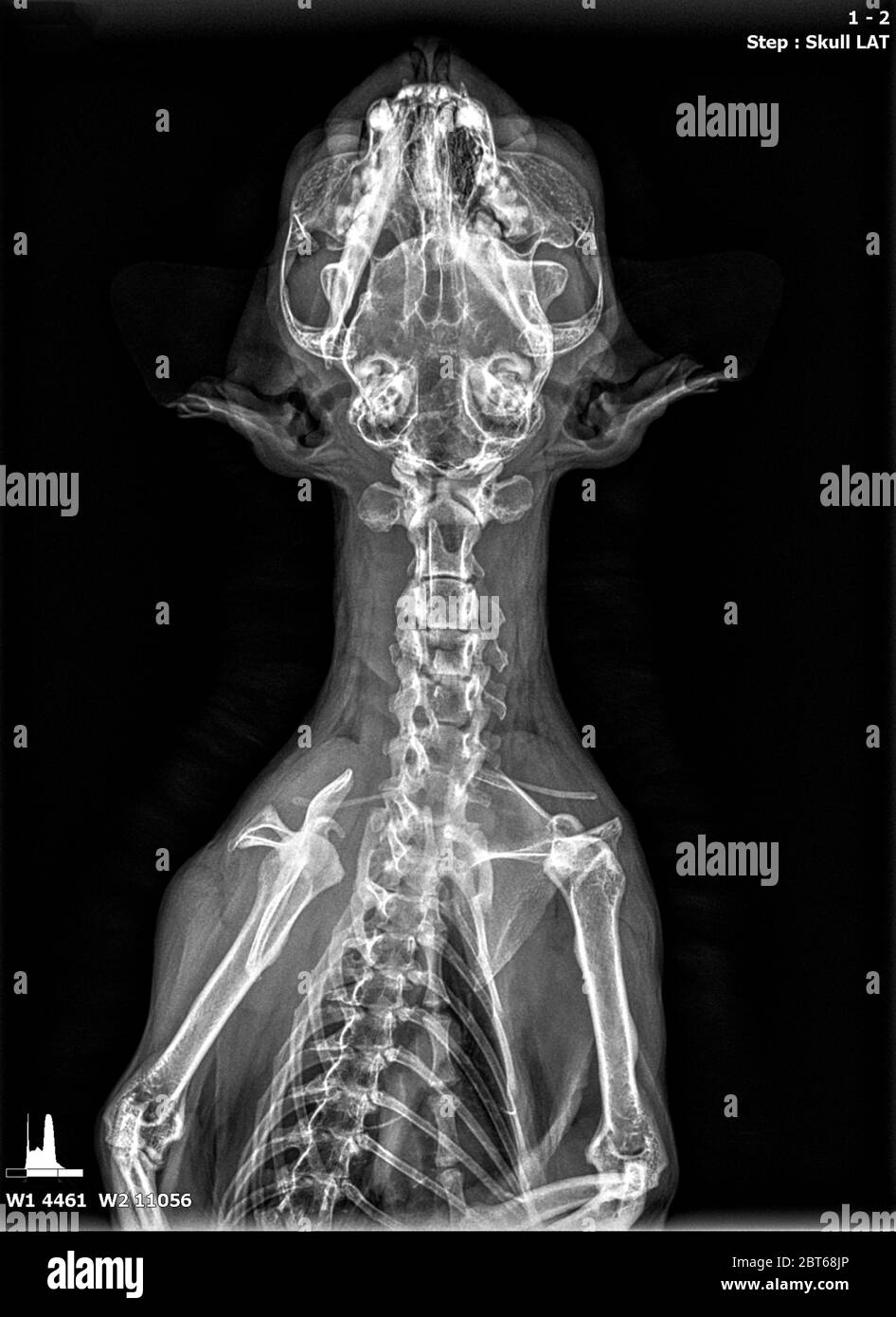 Gato de rayos X Fotografía de stock - Alamy
