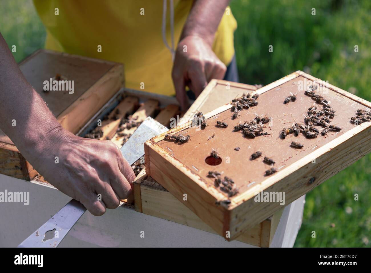 Belgrado, Serbia - primer plano de apicultores que trabajan en una colmena en la granja de la miel Foto de stock