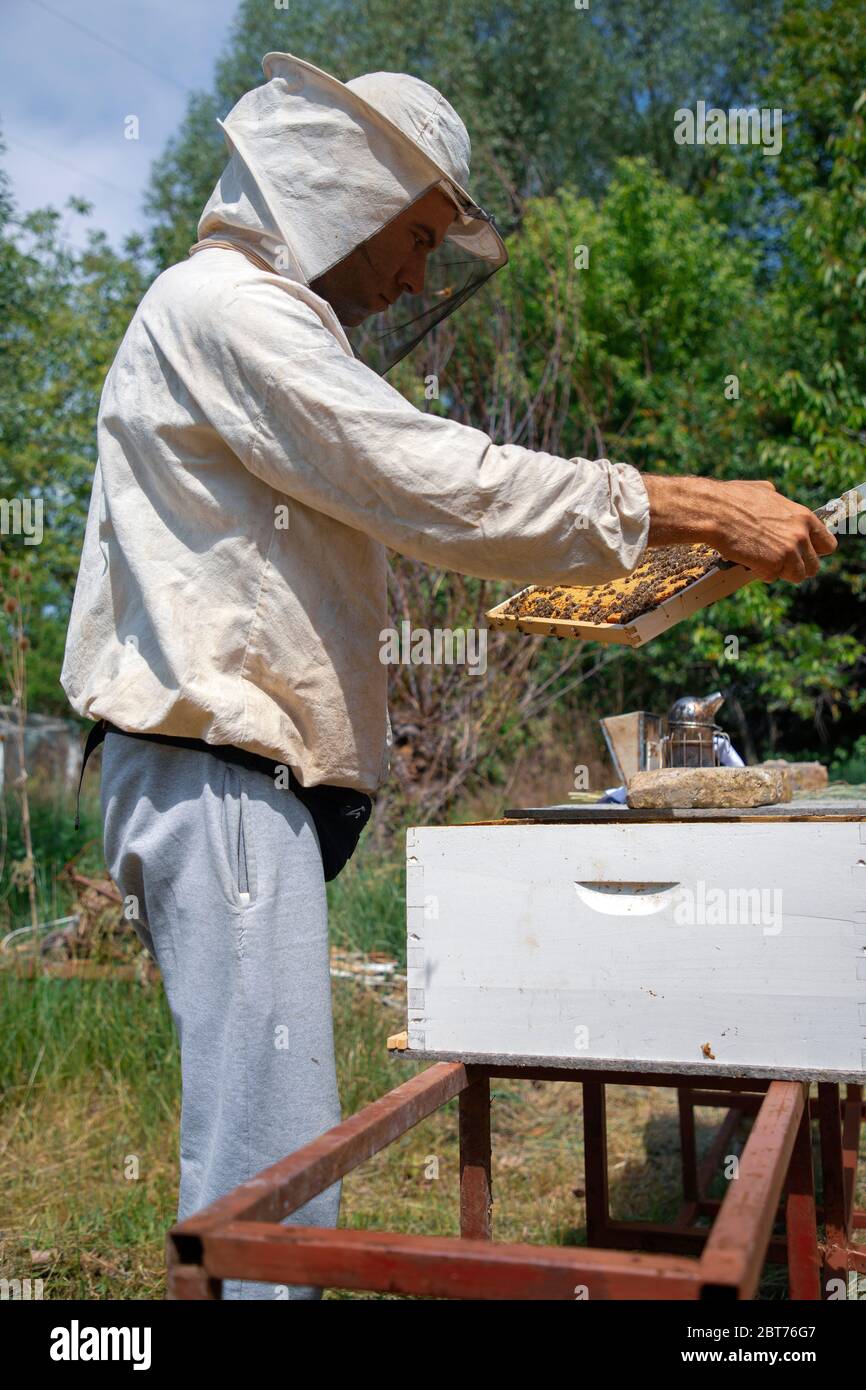 Belgrado, Serbia, 10 de mayo de 2020: Apicultor trabajando en una colmena en la granja de miel Foto de stock