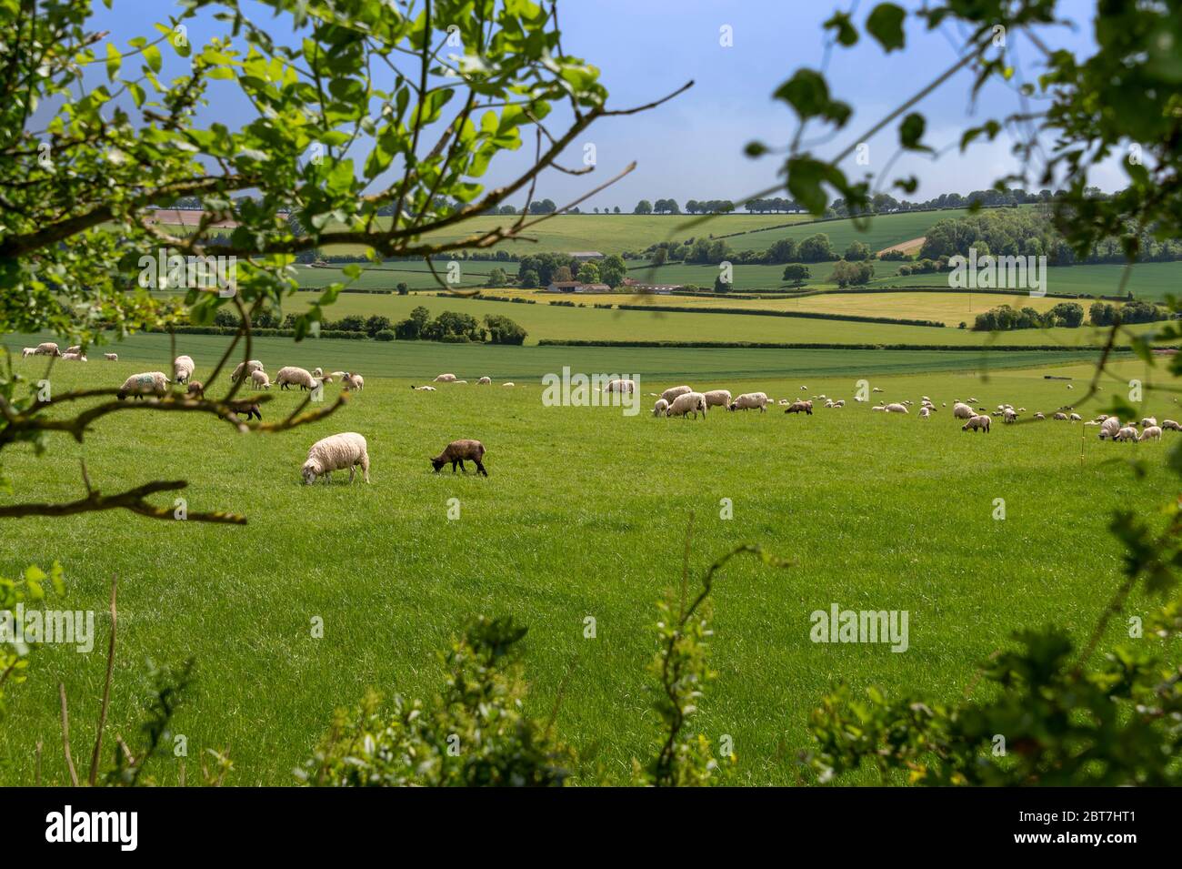 escena rural, ovejas en un campo, primavera. Foto de stock