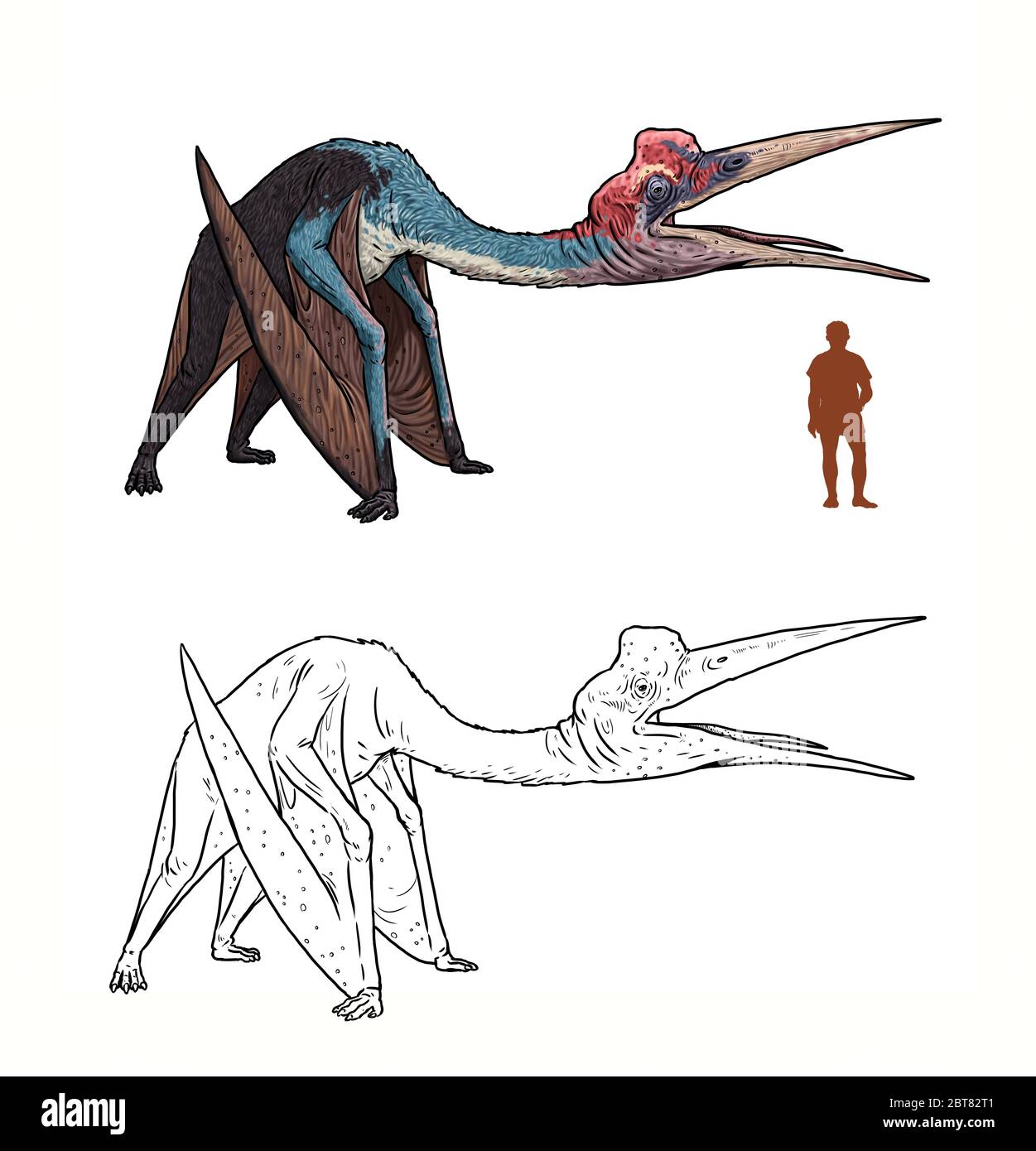 Pterosaurio prehistórico Quetzalcoatlus comparado con el humano. Comparación entre dinosaurio y humano. Página de coloreado de Dino Fotografía de stock - Alamy Pterosaurio prehistórico Quetzalcoatlus comparado con el humano. Comparación entre dinosaurio y humano. Página de coloreado de Dino Fotografía de stock - Alamy