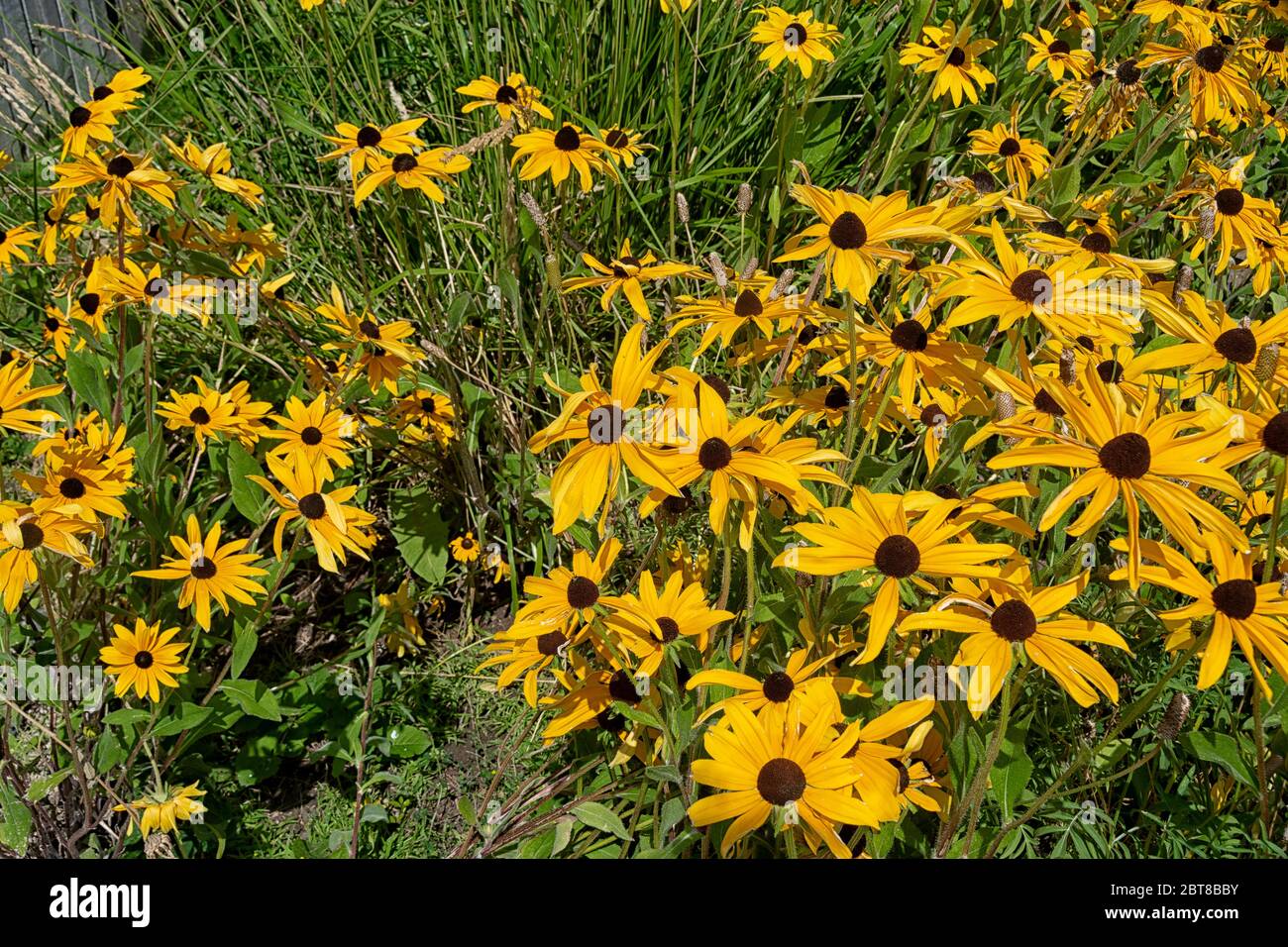 Rudbeckia hirta o flores Black Eyed Susan. Una hierba medicinal nativa americana Foto de stock