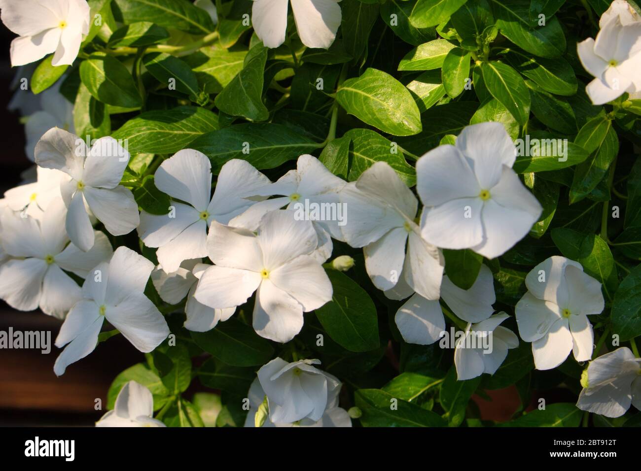 Esta foto única muestra un hermoso arbusto lleno de flores blancas de