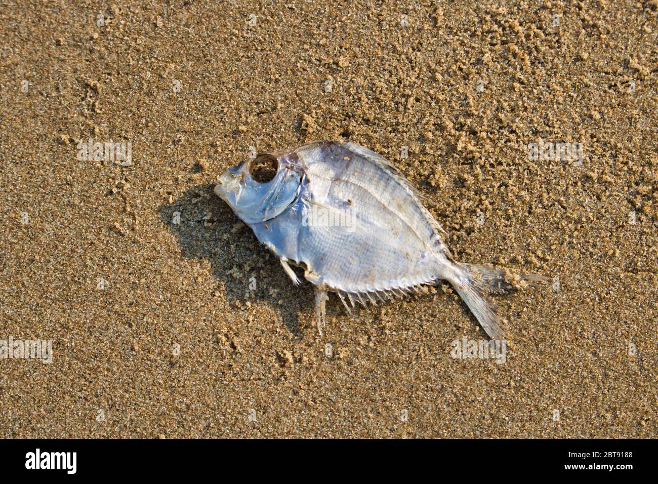 Esta foto única muestra un pez muerto arrastrado en la playa y ahora tumbado en la arena Foto de stock