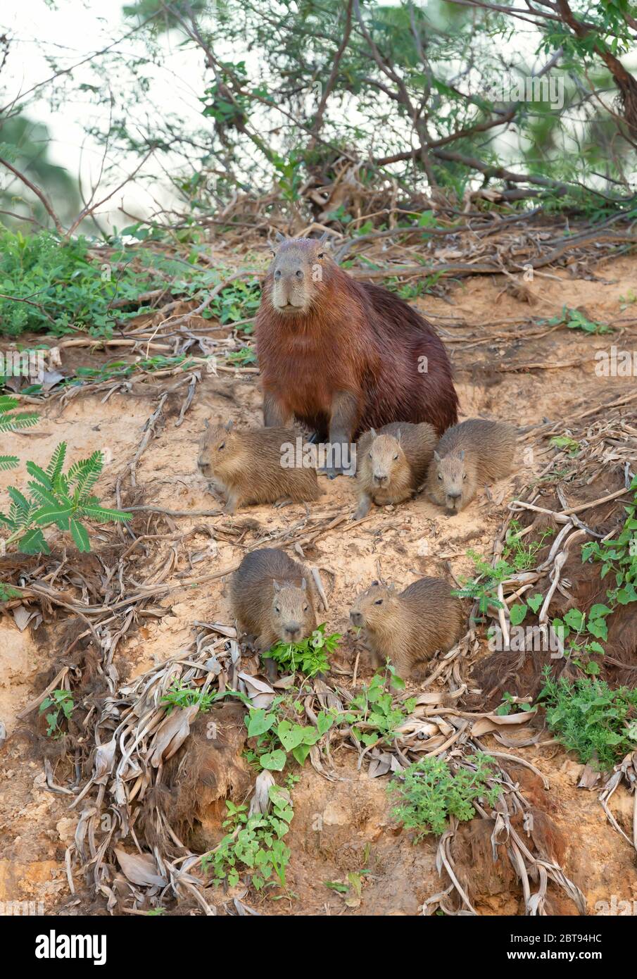 Capybara mother fotografías e imágenes de alta resolución - Alamy