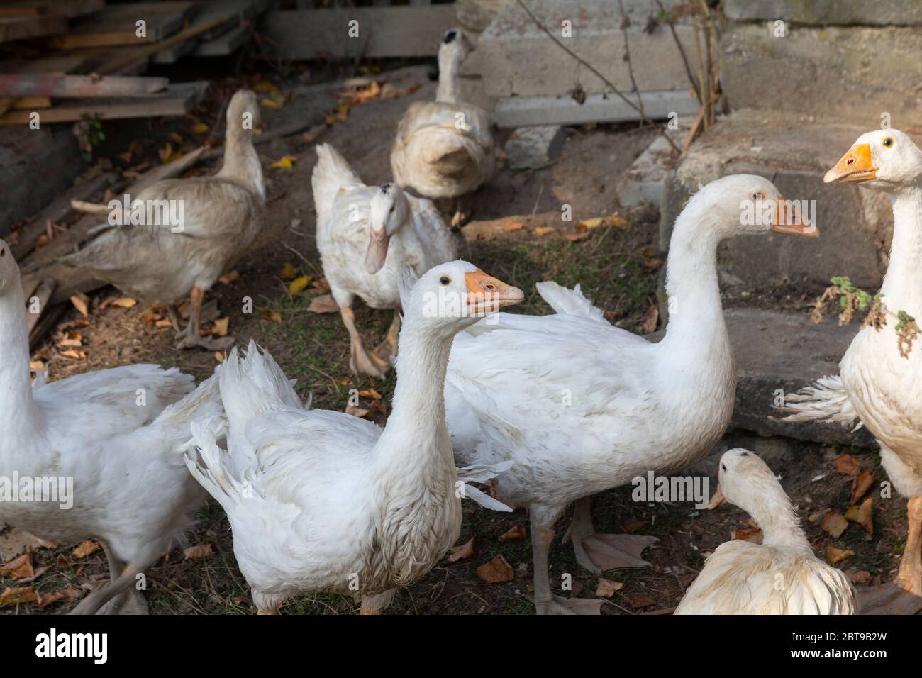 rebaño de gansos blancos domésticos Foto de stock