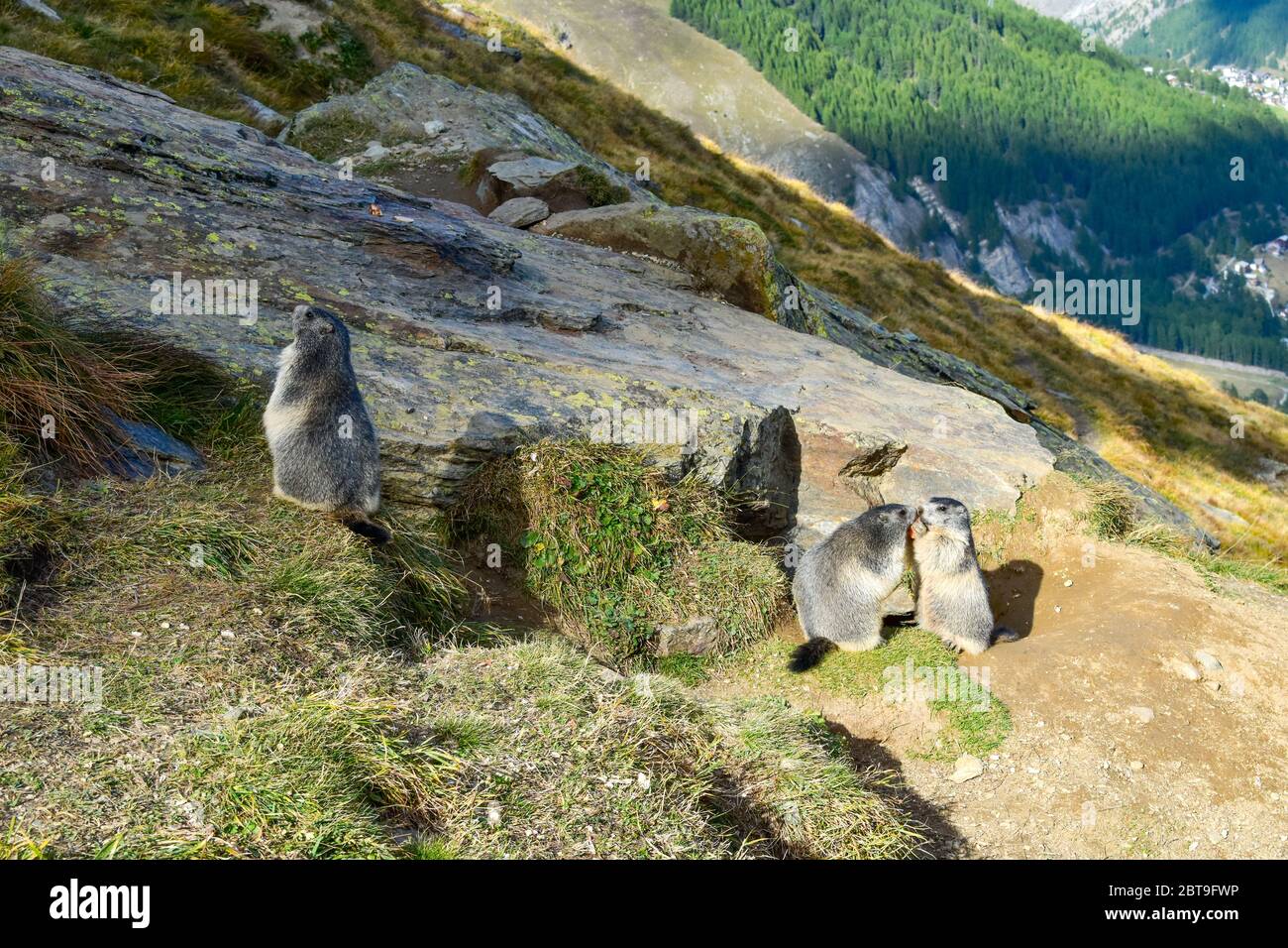 Familia Alpine Marmot (Marmota marmota). Foto de stock