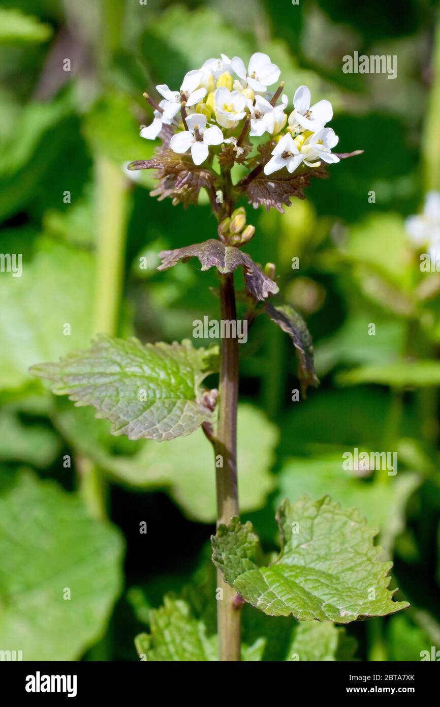 Mostaza de ajo (alliaria petiolata), también conocida como Jack por el Hedge, muestra de cerca la parte superior de la planta con hojas y flores. Foto de stock