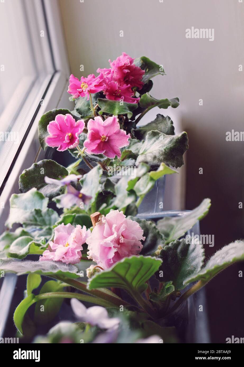 Hermoso terciopelo rosa Violeta Africana (Saintpaulia) en el alféizar  interior, la jardinería en casa, las flores de cría Fotografía de stock -  Alamy