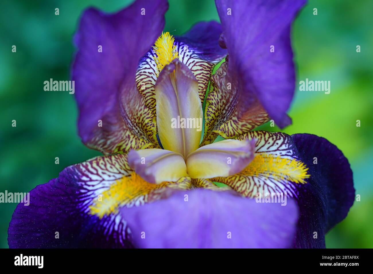 Vista de flor de primer plano de una flor de iris con barba morada y  amarilla Fotografía de stock - Alamy