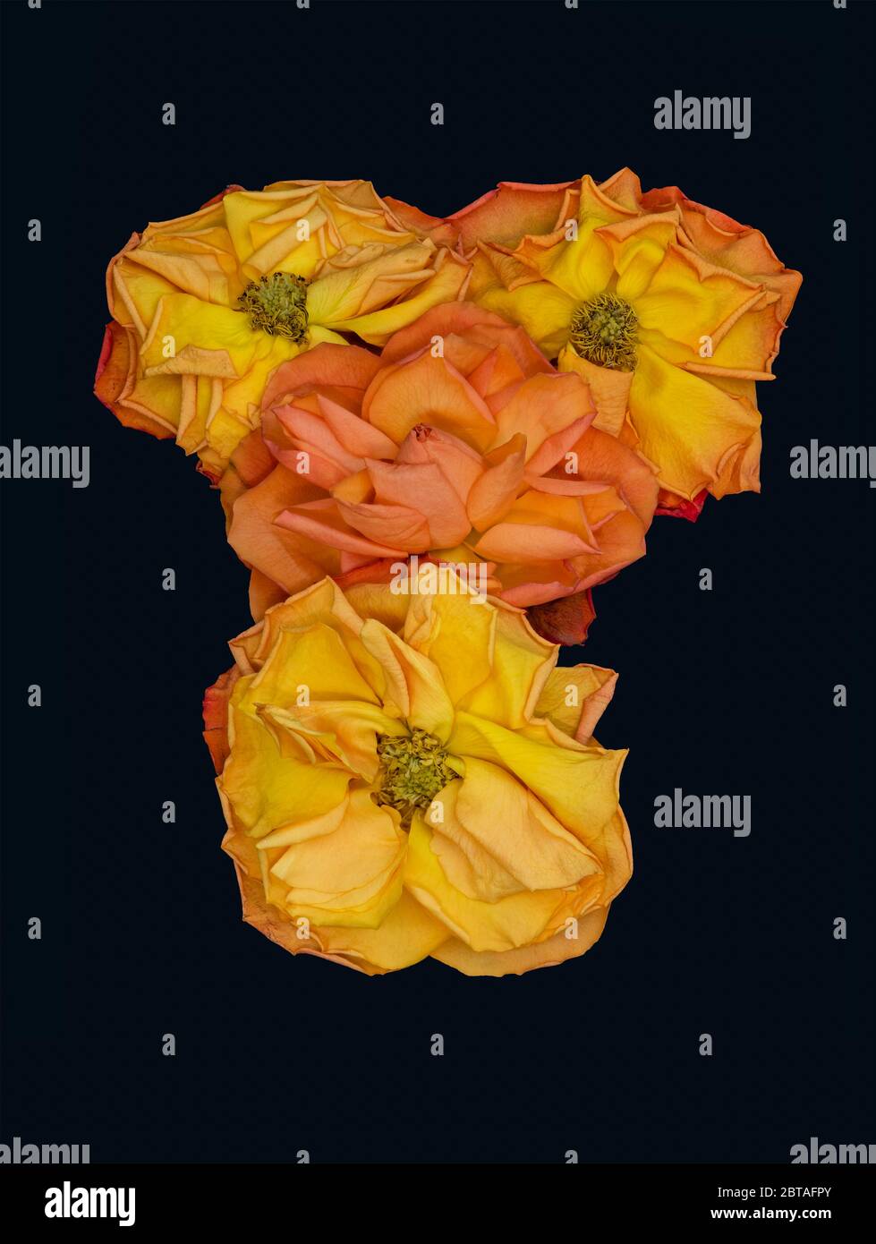 collage colorido de flores de color naranja rosa, flores envejecidas, fondo  azul oscuro, estilo de pintura vintage Fotografía de stock - Alamy