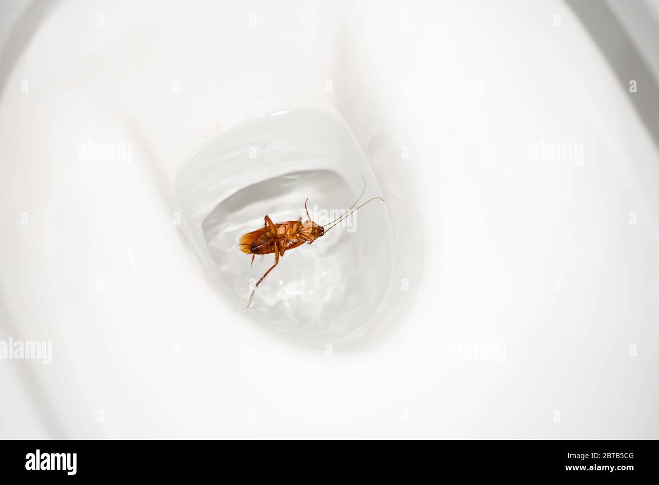 Había una cucaracha enorme en el inodoro. Insectos plagas en la casa.  Deshágase de las cucarachas Fotografía de stock - Alamy