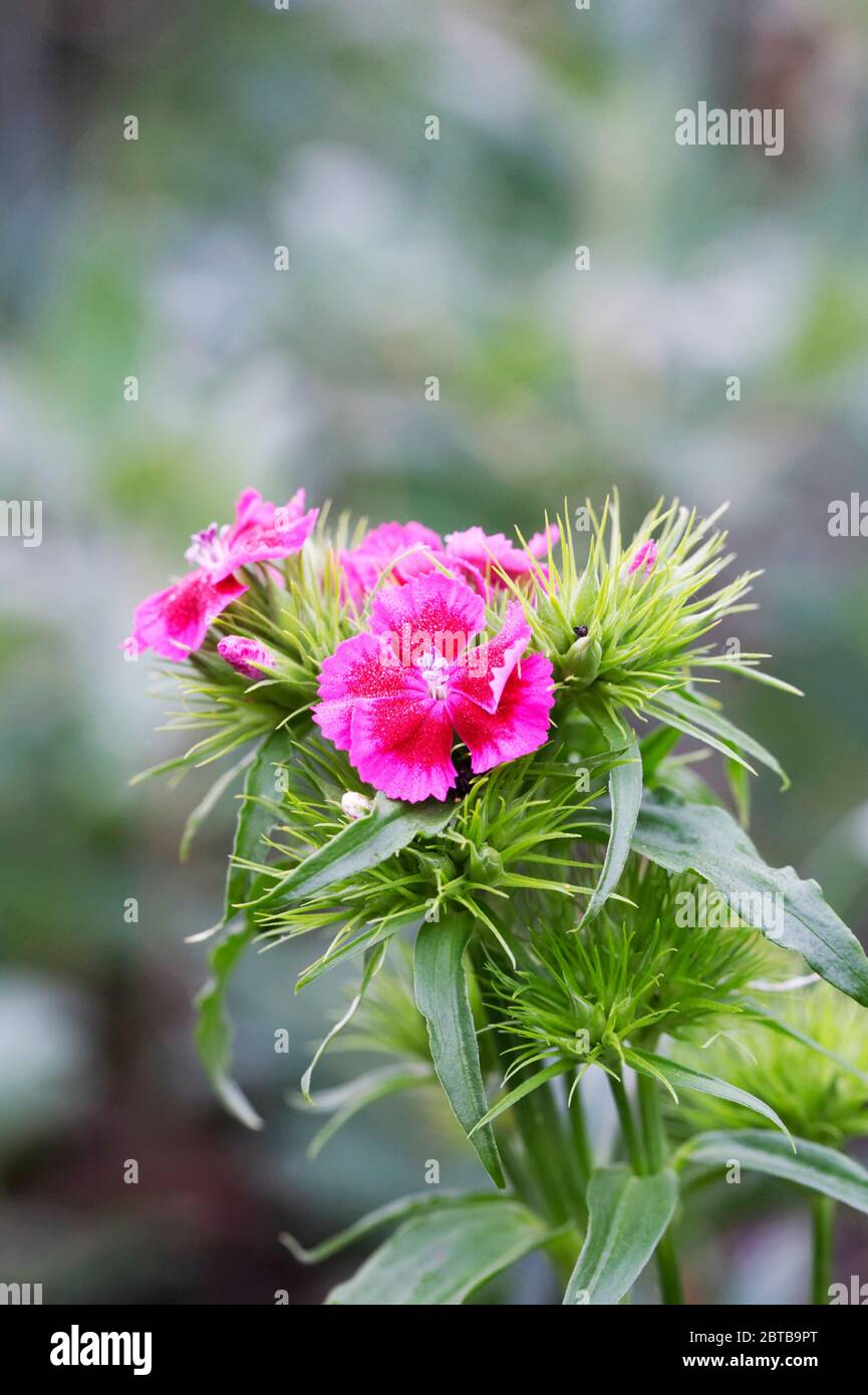 Dianthus barbatus. Sweet William flores en primavera. Foto de stock
