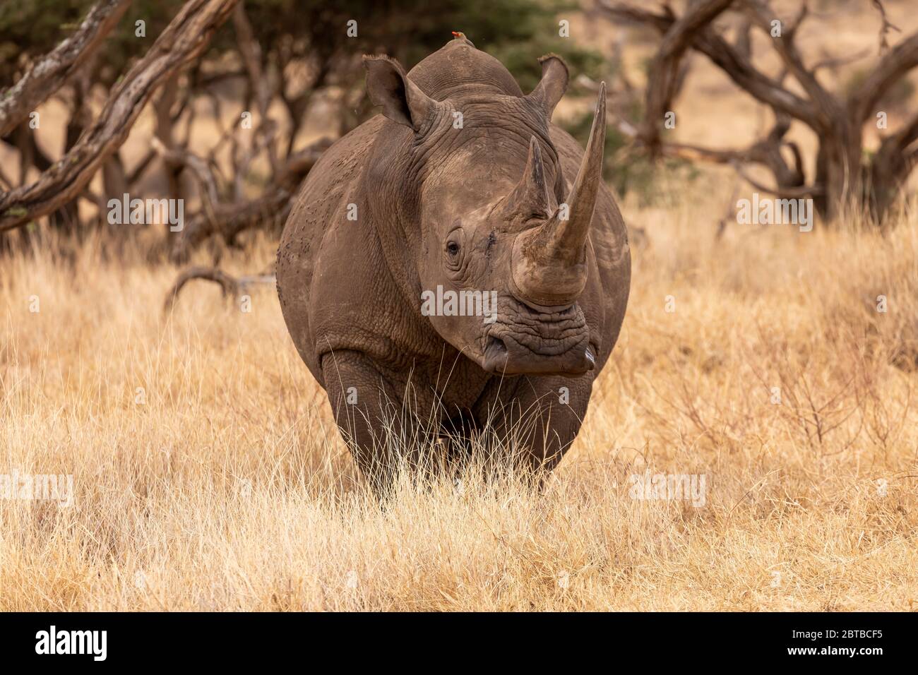 Rinoceronte Blanco del Sur (Ceratotherium simum simum) hembra en la sabana en Lewa Wildlife Conservancy, Kenia Foto de stock