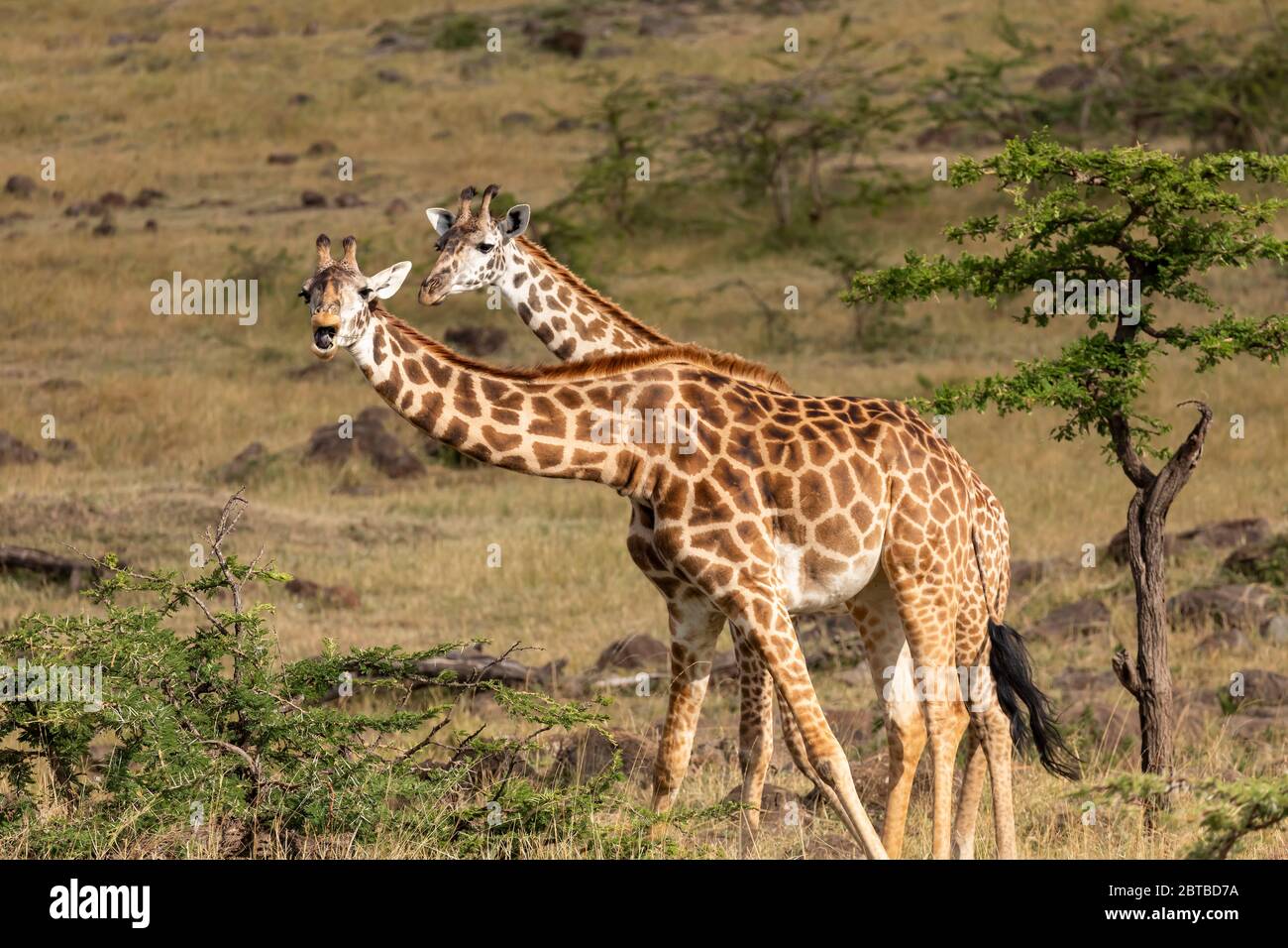 Masai Giraffe (Giraffa camelopardalis tippelskirchi) dos jirafa que se alimentan de la sabana en Mara North Conservancy, Kenia Foto de stock