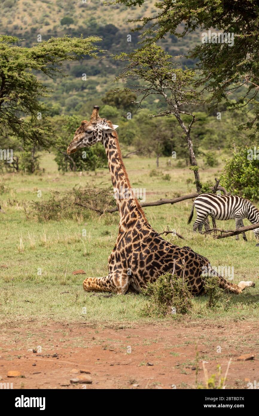 Masai Giraffe (Giraffa camelopardalis tippelskirchi) macho descansando en la sabana en Mara North Conservancy, Kenia Foto de stock