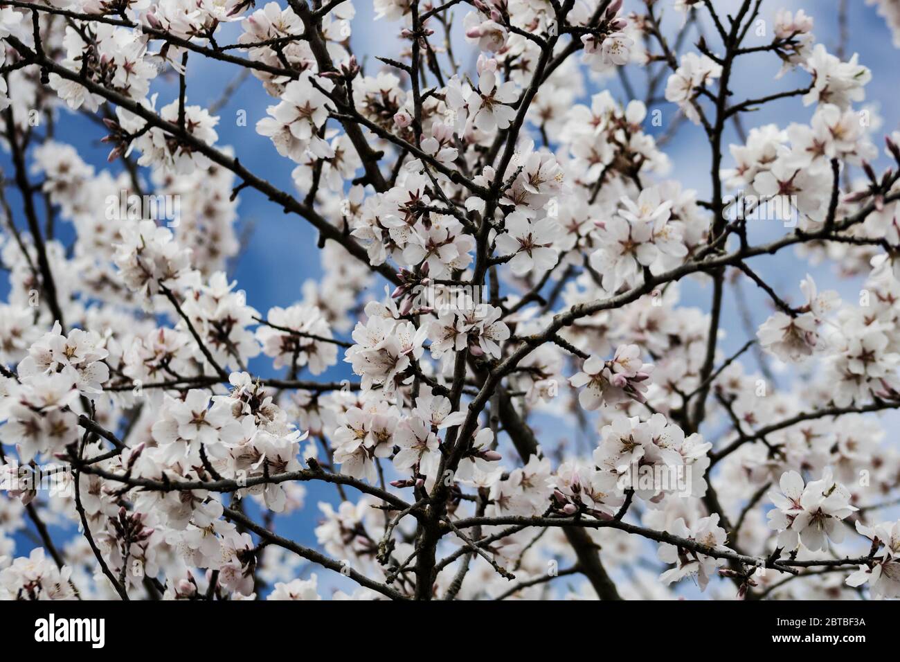 Flores blancas en un almendro en primavera Fotografía de stock - Alamy