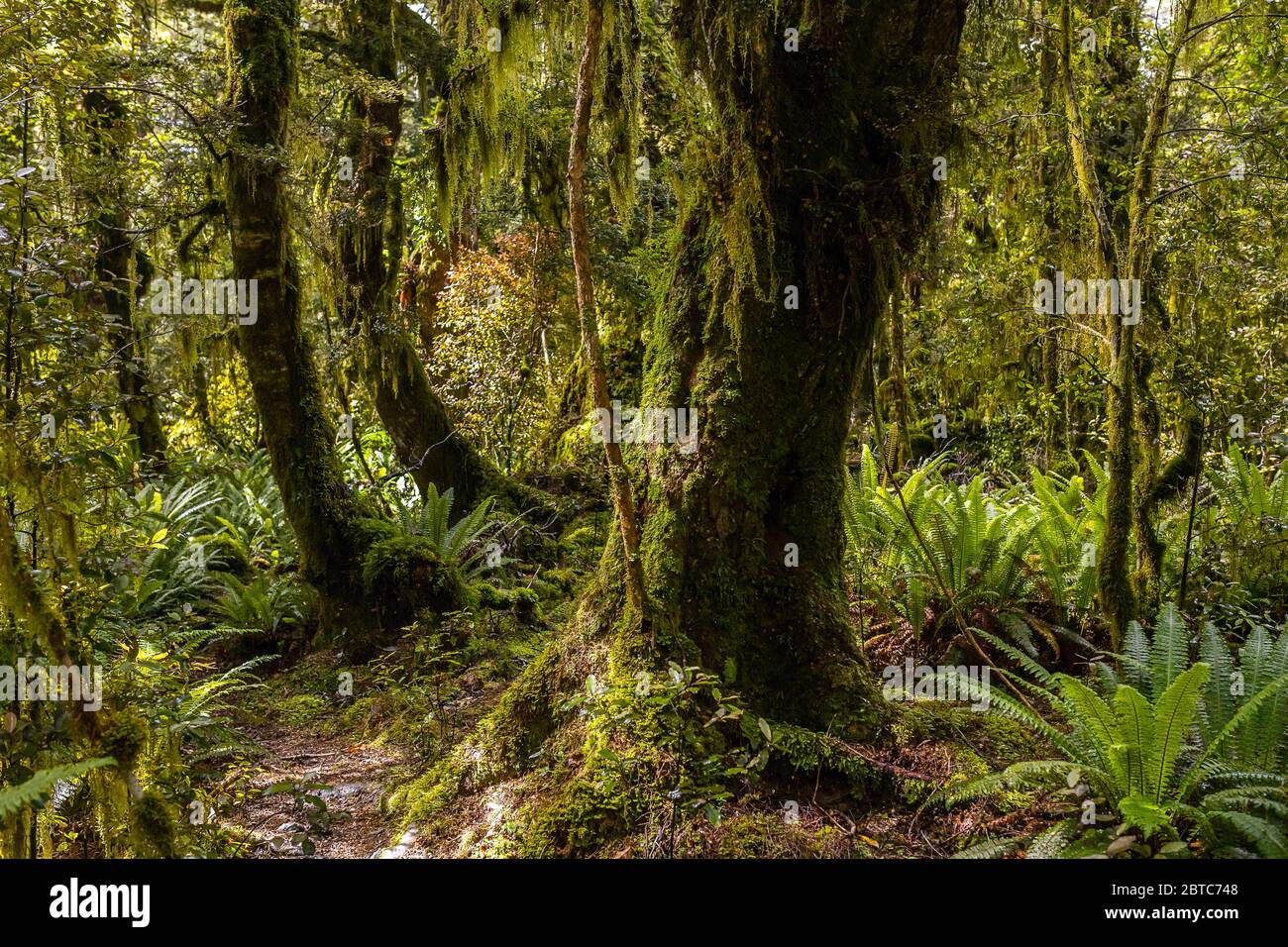 Moss Covered Trees, Longwood Forest, Nueva Zelanda, marzo de 2020 Foto de stock