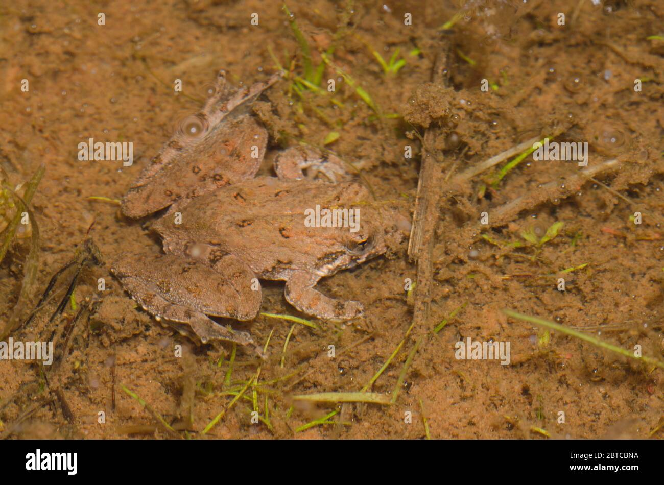 La rana de cricket de Blanchard, Acis blanchadi, sumergida bajo el agua Foto de stock